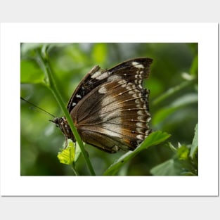 The Majestic Dance of the Brown Butterfly Posters and Art